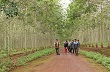 Các CTCS Tây Nguyên: Mưa nhiều, sản lượng giảm